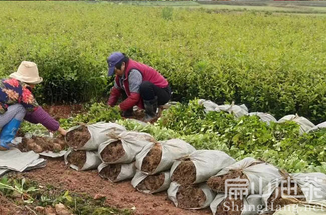 福州油茶育苗