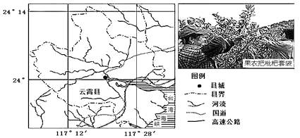 福建云霄水果种植基地_福建云霄马舖枧河村新闻_福建云霄旅游