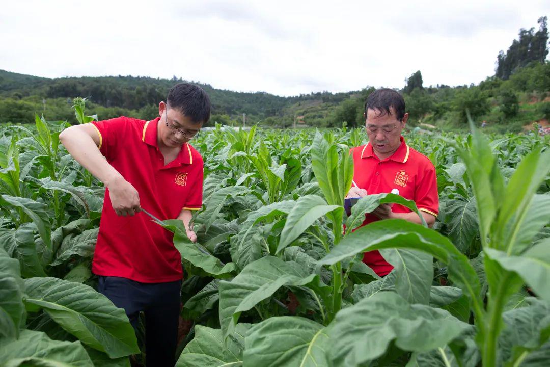 维生素e烟酸酯原料含量_云南中烟原料中心_电子烟尼古丁原料