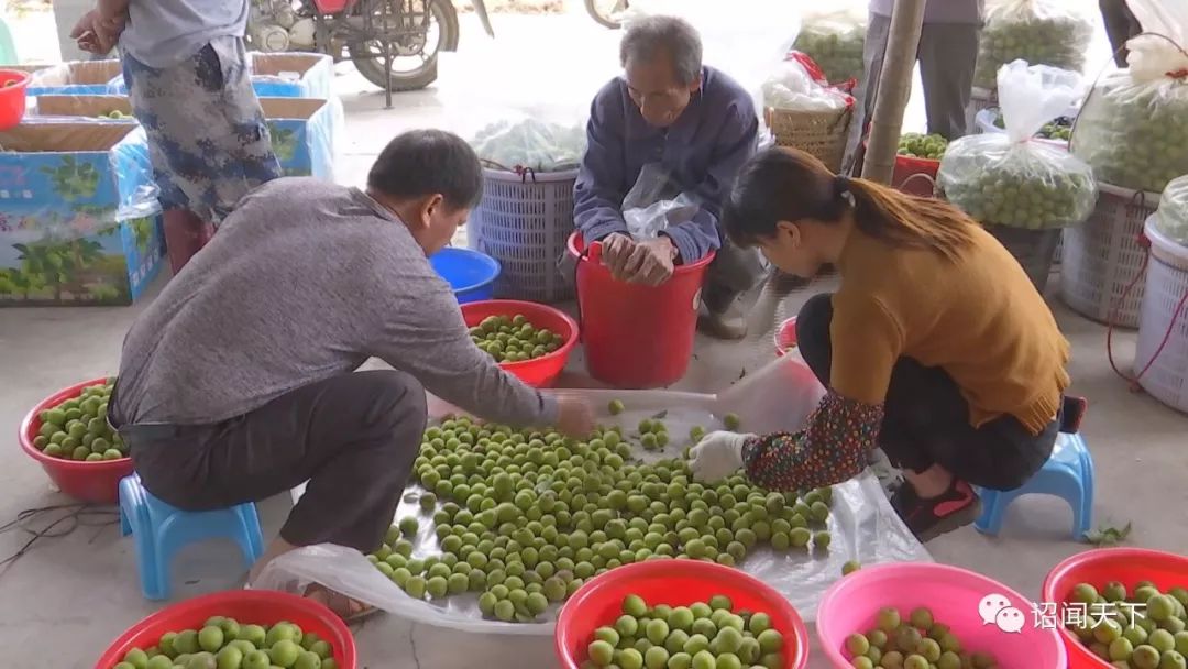 全国小龙虾产量最高的县_红肉蜜柚和白肉蜜柚_云霄县蜜柚产量