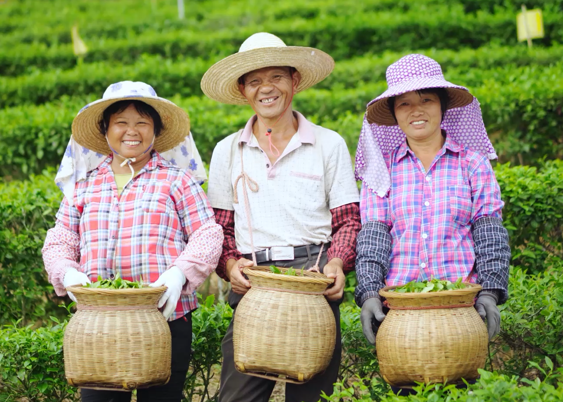 河南茶叶产量最高的县_云霄县蜜柚产量_新品种红中红蜜柚三红蜜柚