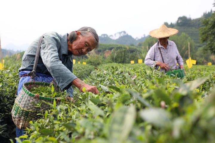 新品种红中红蜜柚三红蜜柚_河南茶叶产量最高的县_云霄县蜜柚产量