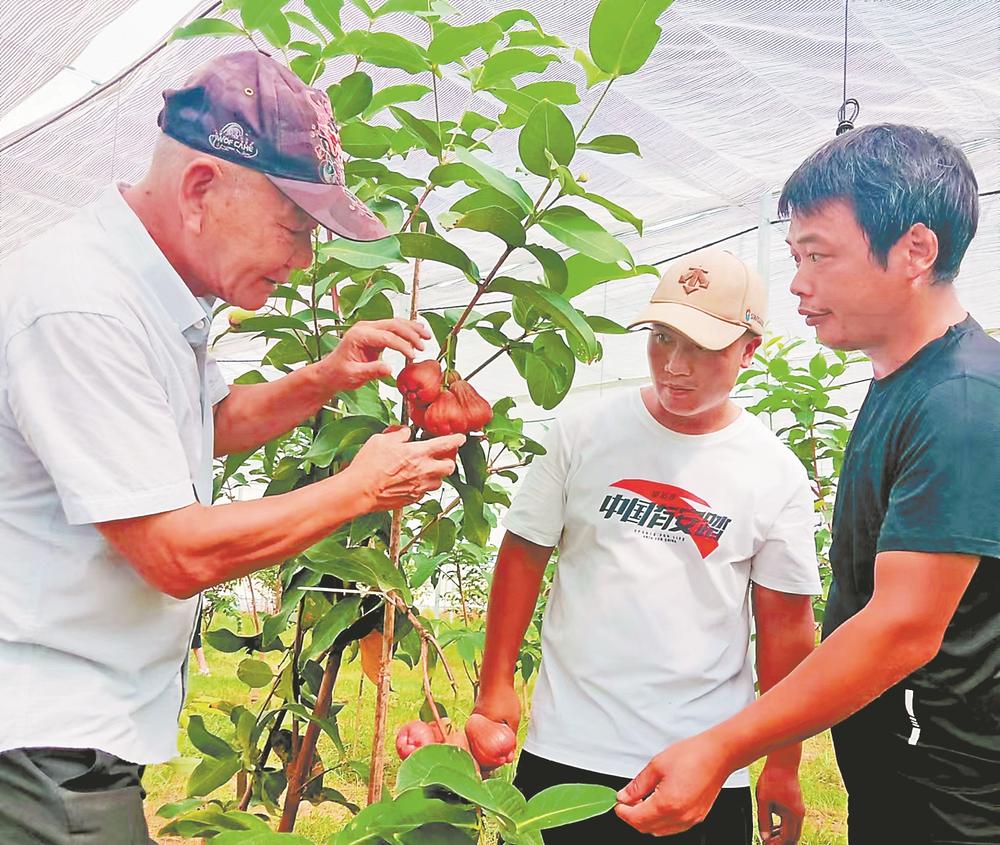 福建云霄水果种植基地_福建云霄_福建云霄乱真烟微信