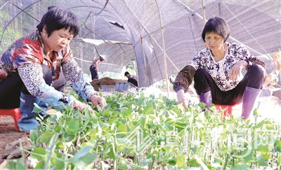 福建云霄离 厦门多远_山东水果种植销售基地_福建云霄水果种植基地