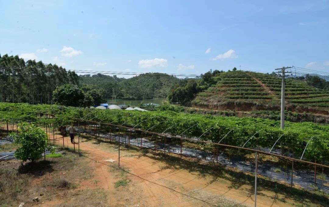 福建云霄离 厦门多远_福建云霄水果种植基地_山东水果种植销售基地