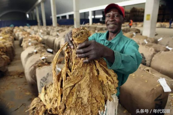 中国大部分名贵香烟用的都是这个国家的烟叶，没有的基本是低档烟