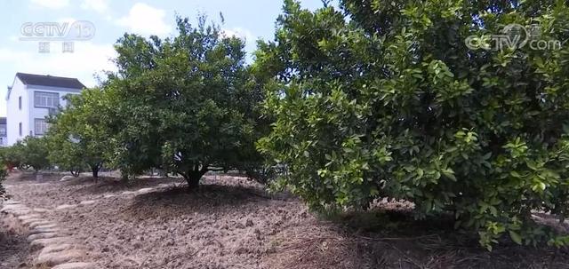 福建云霄水果种植基地_福建云霄假烟价格表_福建云霄假烟的价目表