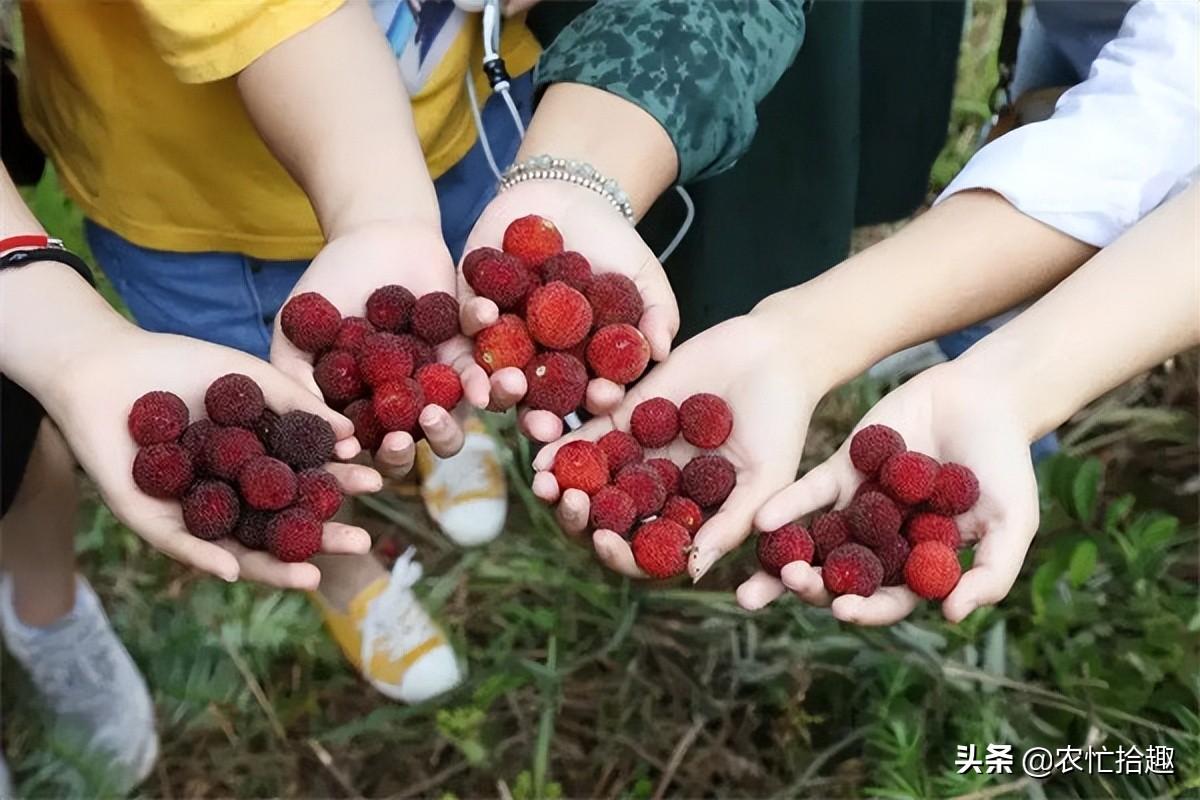 云霄县蜜柚产量_云霄123车队电话云霄点_大埔蜜柚与馆溪蜜柚