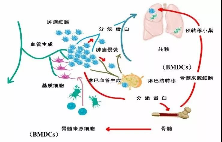 印戒细胞癌 英文_戒烟激活癌细胞_小细胞癌戒烟