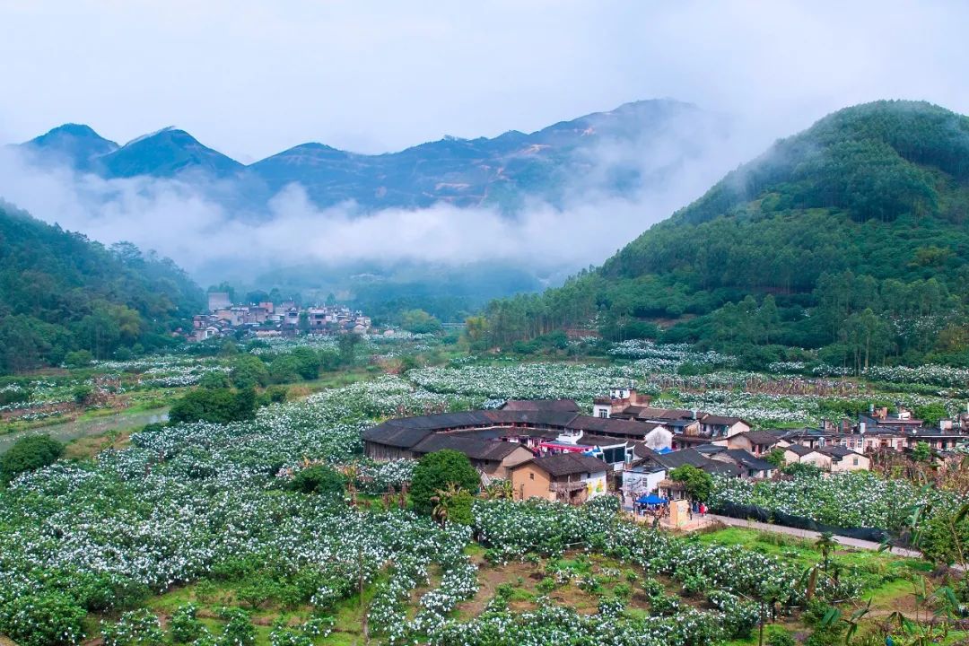 福建云霄水果种植基地_福建云霄假烟价格表_福建云霄马舖枧河村新闻