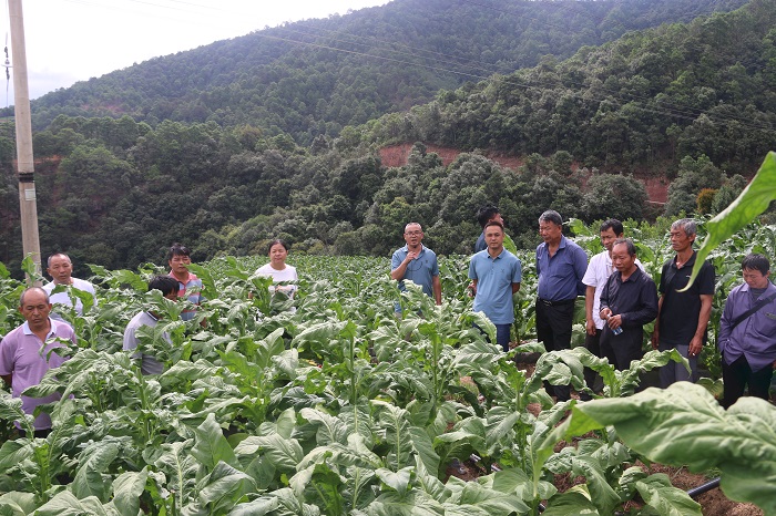 造雾主电子烟怎么样_城市造造造内购破解版_私自造烟的村子