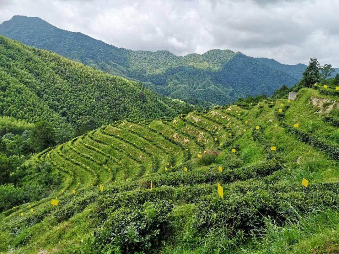 福建云霄水果种植基地_福建云霄离 厦门多远_福建云霄云顶温泉图片