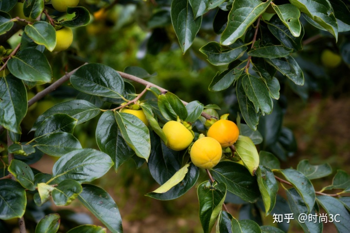 福建云霄离 厦门多远_福建云霄水果种植基地_福建云霄云顶温泉图片