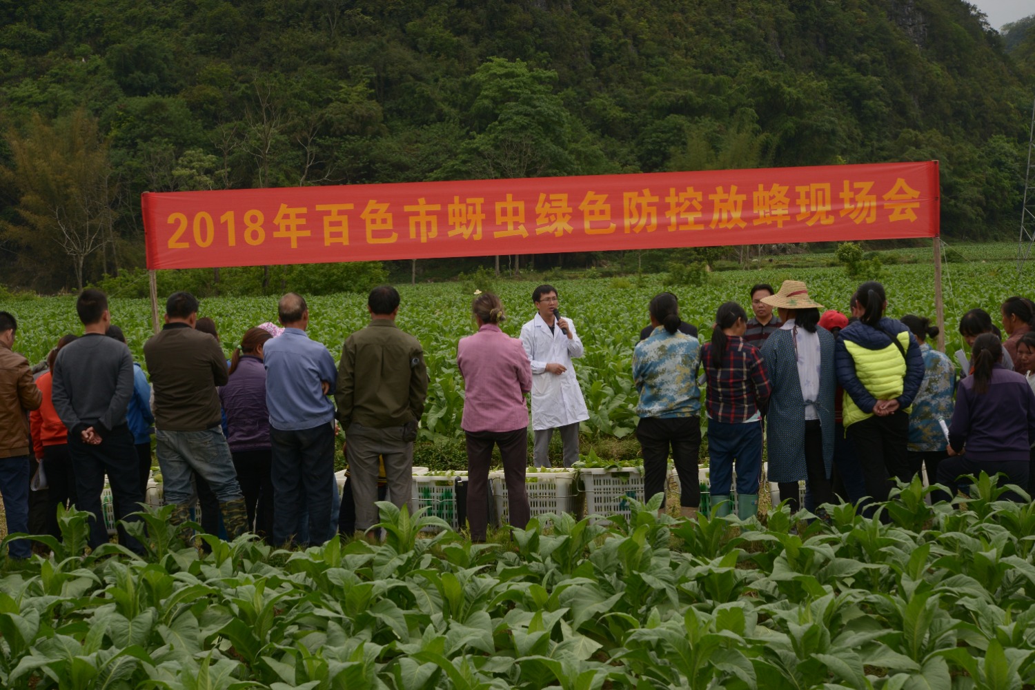 图为2018年，百色烟区召开蚜虫绿色防控放蜂现场会。（ 赖洪敏 摄）