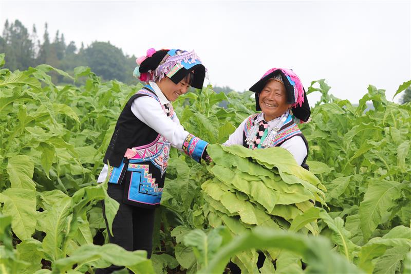 云南最贵的烟是什么烟_电子烟是什么原料做的_云南中烟原料中心