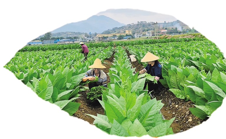 电子烟是什么原料做的_云南最贵的烟是什么烟_云南中烟原料中心