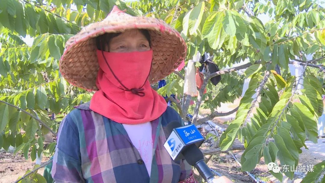 福建云霄水果种植基地_福建云霄美宝集团罗明祥_福建云霄离 厦门多远