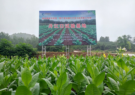 中国进口优质烟叶_优质进口尼龙板_进口优质辣椒种子