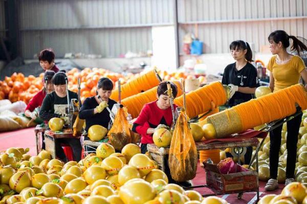 平和蜜柚产地价格行情_金橙蜜柚与黄金蜜柚_泉州云霄蜜柚产地