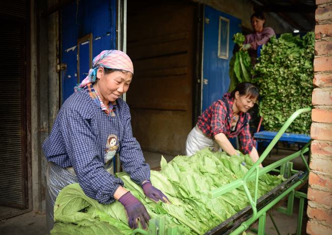 电子烟是什么原料做的_云南中烟原料中心_云南最贵的烟是什么烟