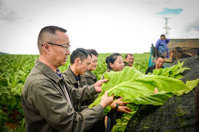 云南中烟原料中心_云南最贵的烟是什么烟_电子烟是什么原料做的