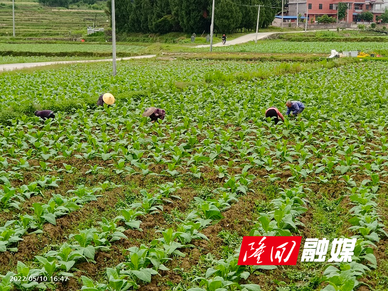 微信小程序城市造造造_小野造物的电子烟_私自造烟的村子