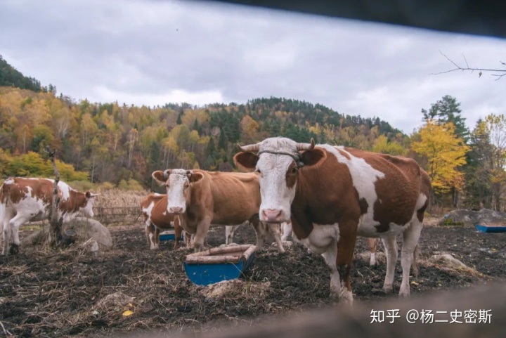 私自造烟的村子_造雾主电子烟怎么样_造烟机器全套多少钱