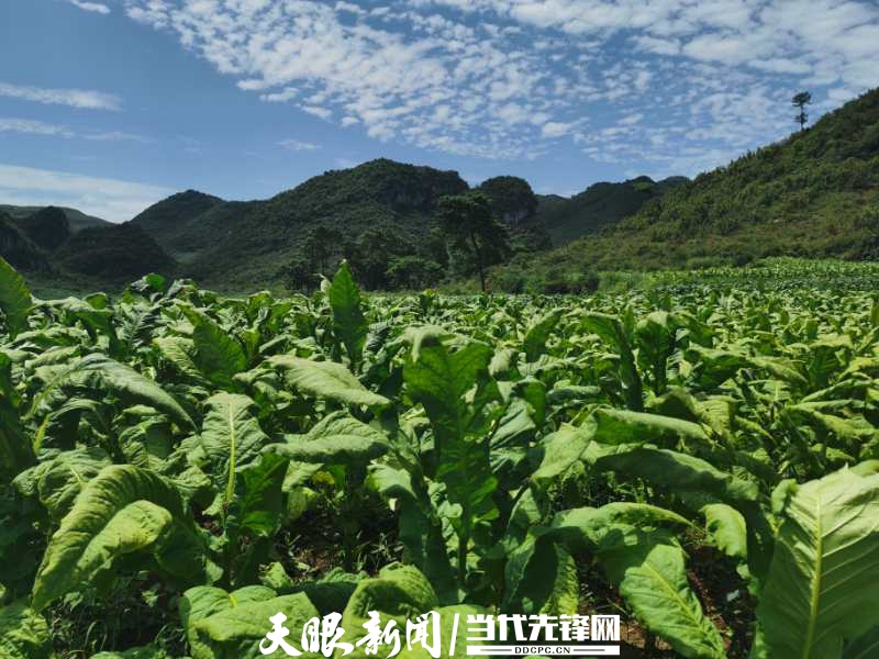 造雾蒸汽电子烟怎么样_私自造烟的村子_城市造造造秘籍