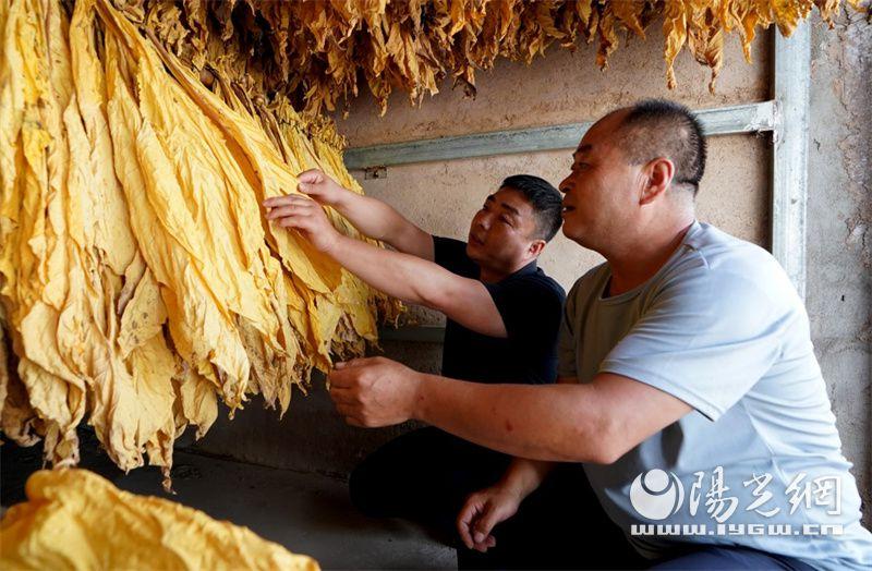 澄城卷烟厂造什么烟_私自造烟的村子_造雾主电子烟