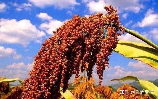 贵州小茅台。贵酒黔春_贵州 茅台迎宾酒多少钱_贵州茅台镇荷花酒和荷花烟