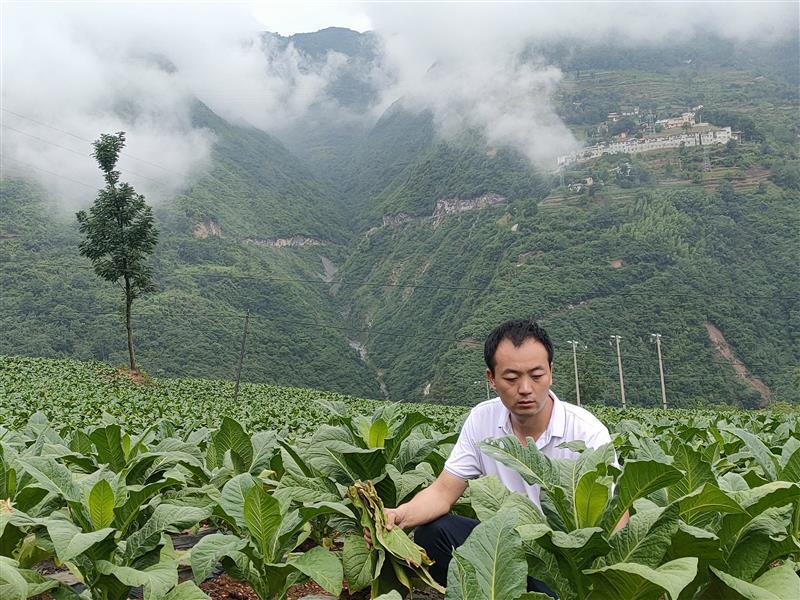 菲利普莫里斯烟日本造_造雾主电子烟怎么样_私自造烟的村子