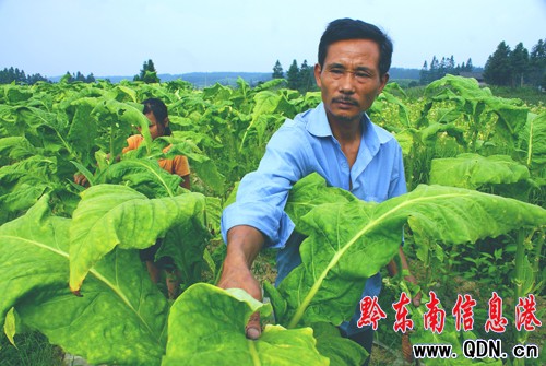 造雾主电子烟怎么样_私自造烟的村子_城市造造造秘籍