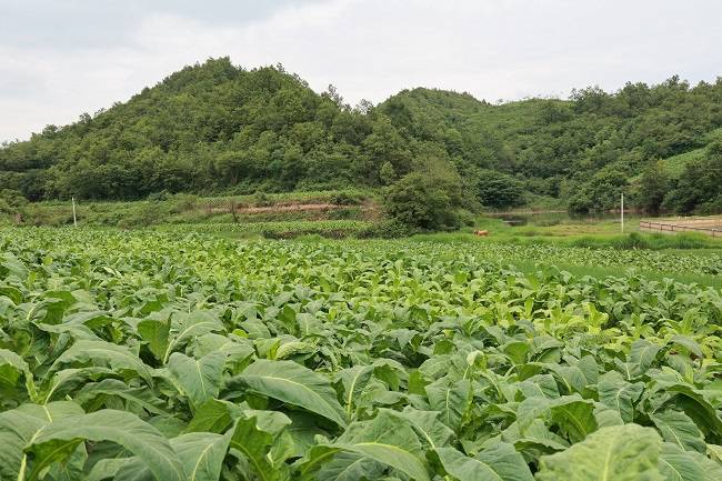 城市造造造兑换码大全_私自造烟的村子_造雾者蒸汽电子烟体验馆怎么样6