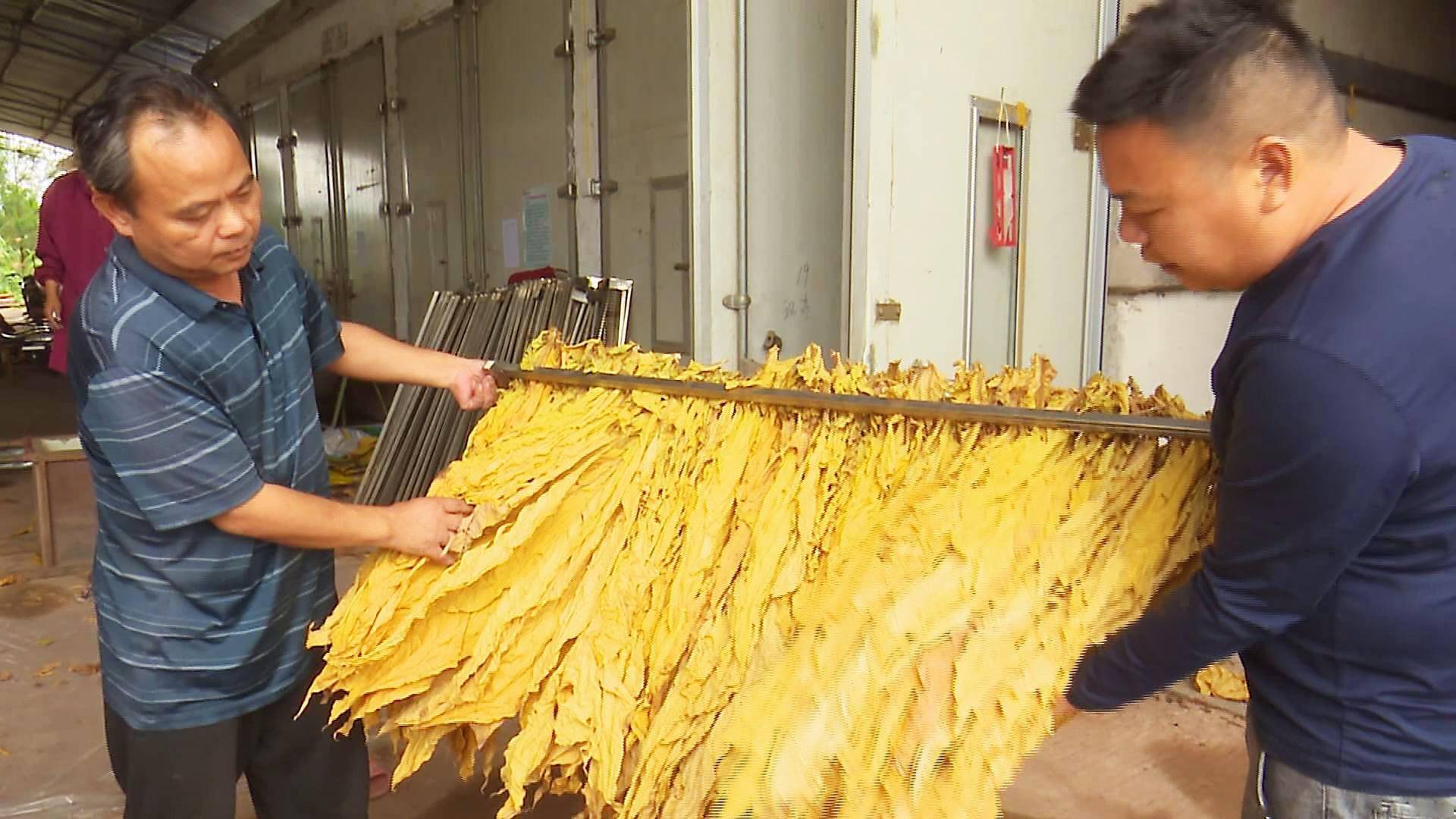 私自造烟的村子_菲利普莫里斯烟日本造_造雾电子烟