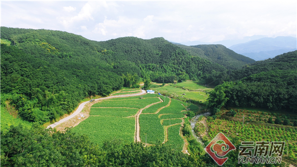 云霄香烟生产厂家-首页_云霄香烟厂家直销_现在云霄卷烟厂生产正品烟了吗