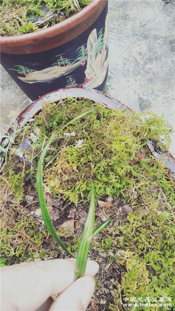 香烟云南流金_云南香烟_香烟云南印象多少钱