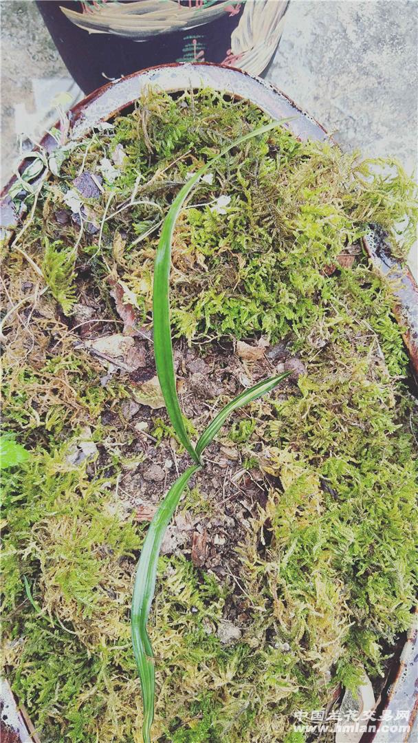 香烟云南印象多少钱_香烟云南流金_云南香烟