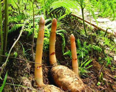 香烟云南印象多少钱_香烟云南流金_云南香烟