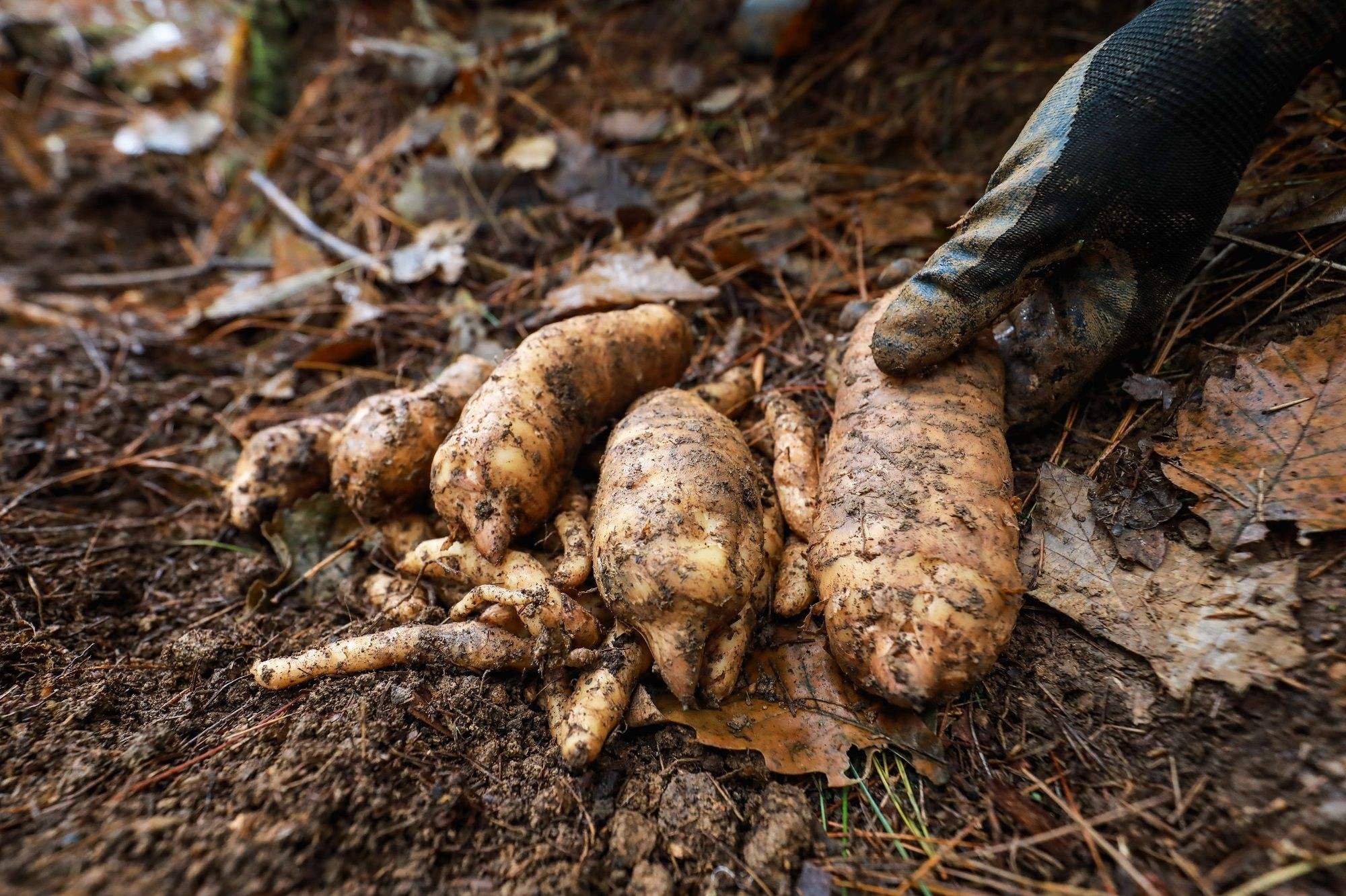 香烟云南印象多少钱_云南香烟_香烟云南流金