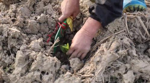 私自造烟的村子_农村发烟_小村子造20年假烟