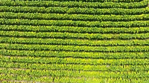 小村子造20年假烟_农村发烟_私自造烟的村子