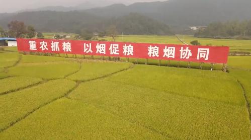 农村发烟_私自造烟的村子_小村子造20年假烟