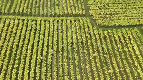 小村子造20年假烟_私自造烟的村子_农村发烟