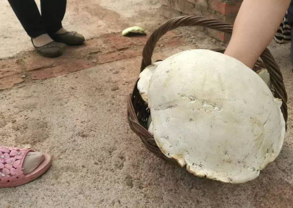 私自造烟的村子_农村让烟的规矩_农村发烟