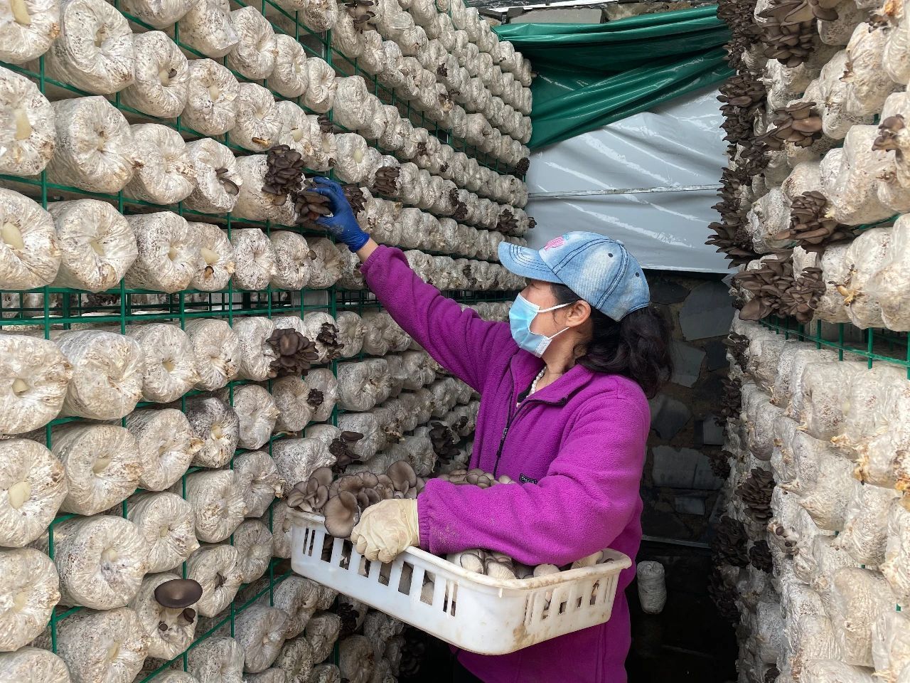 私自造烟的村子_农村让烟的规矩_农村发烟