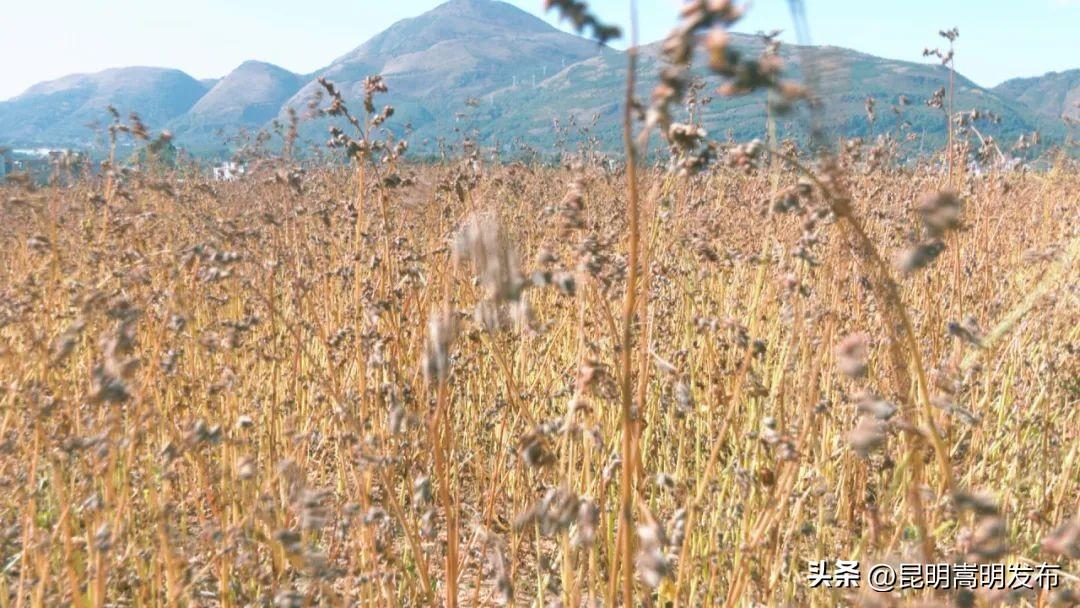 私自造烟的村子_小村子造20年假烟_农村发烟
