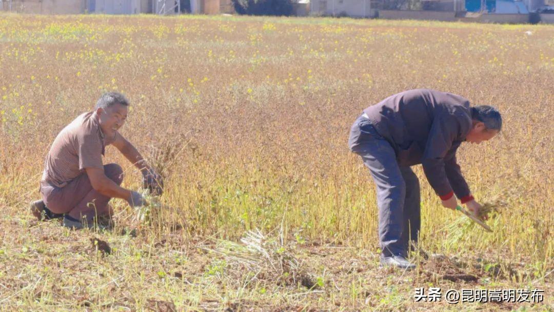 农村发烟_小村子造20年假烟_私自造烟的村子