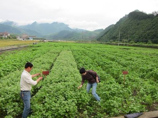 私自造烟的村子_小村子造20年假烟_农村发烟