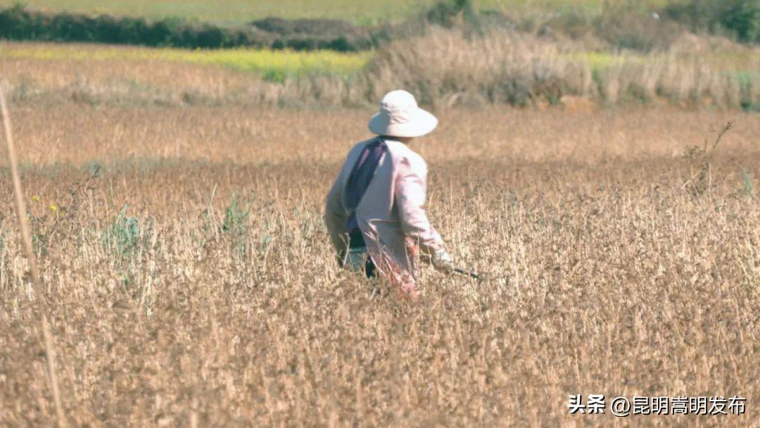农村发烟_小村子造20年假烟_私自造烟的村子