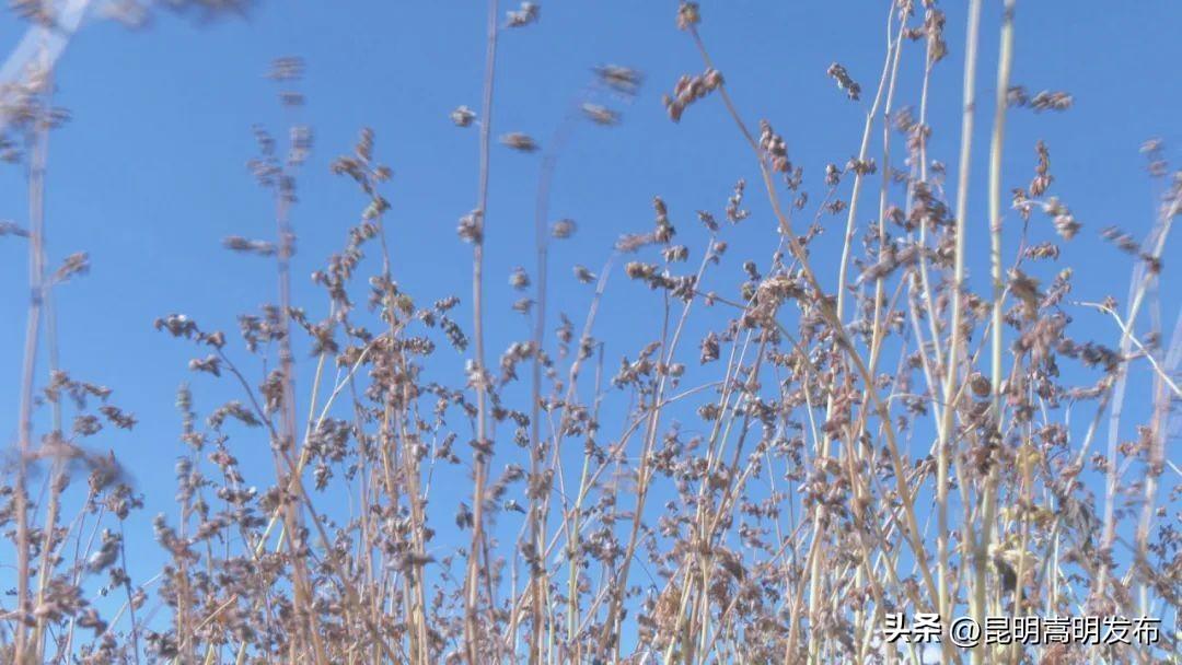 私自造烟的村子_小村子造20年假烟_农村发烟